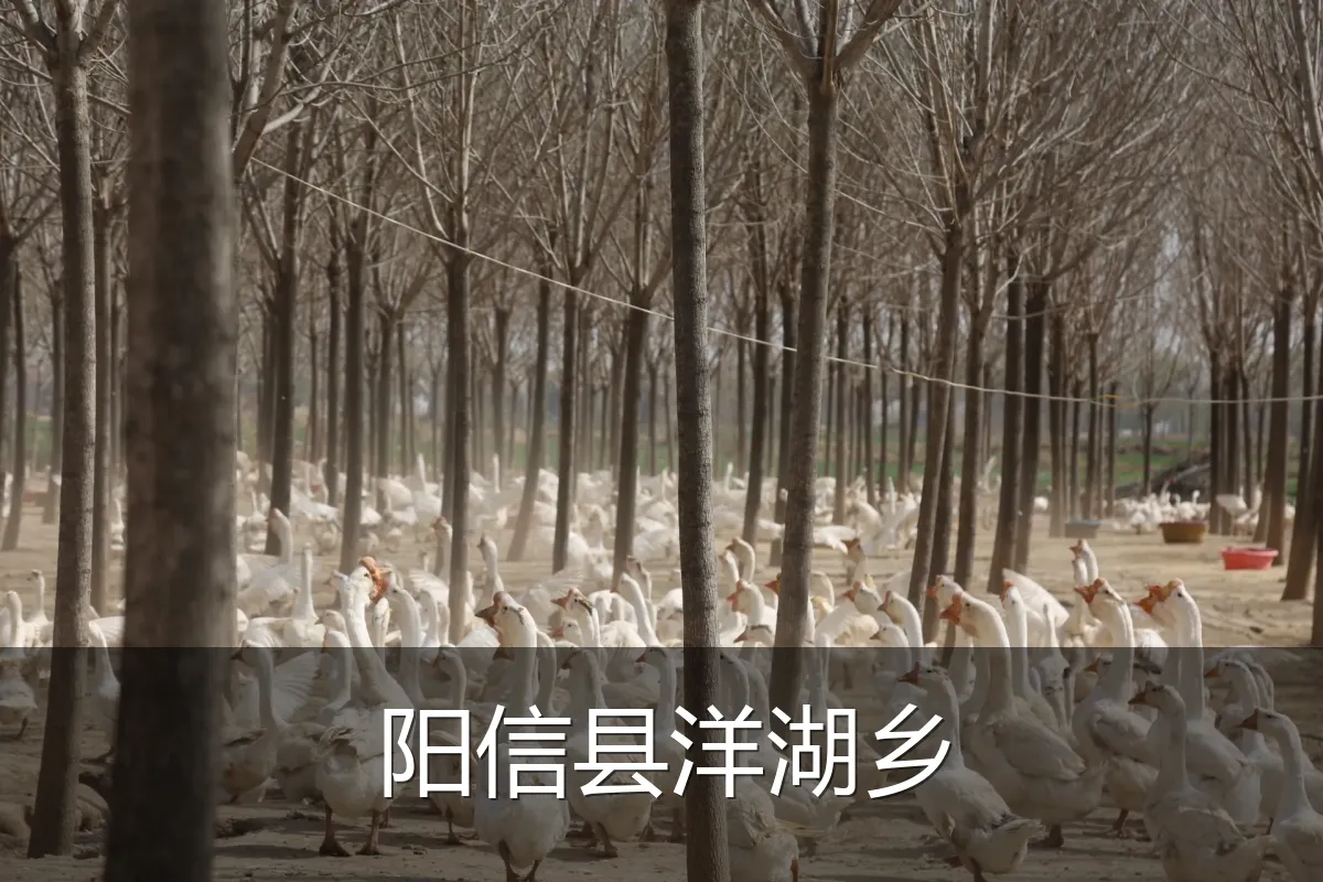 阳信县洋湖乡
